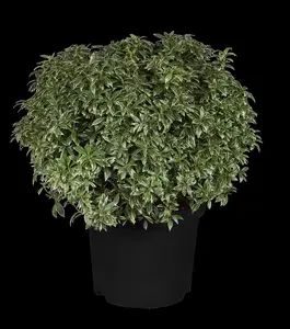 Pieris jap. 'Little Heath' - 30-40 CM C3 - image 2