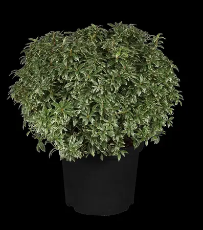 Pieris jap. 'Little Heath' - 50-60 CM C10 - image 2
