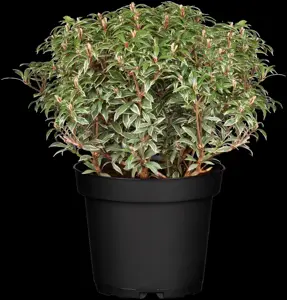 Pieris jap. 'Little Heath' - 7.5 Ltr pot - image 5