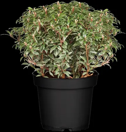 Pieris jap. 'Little Heath' - 30-40 CM C3 - image 5