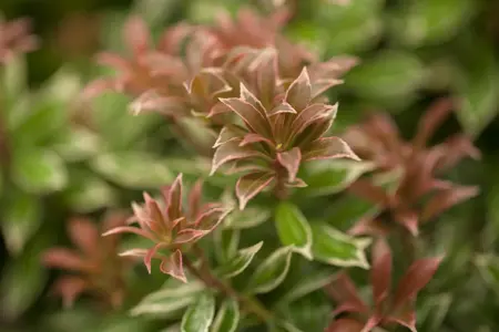 Pieris jap. 'Little Heath' - 7.5 Ltr pot - image 3