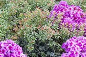 Pieris jap. 'Little Heath' - 7.5 Ltr pot - image 4