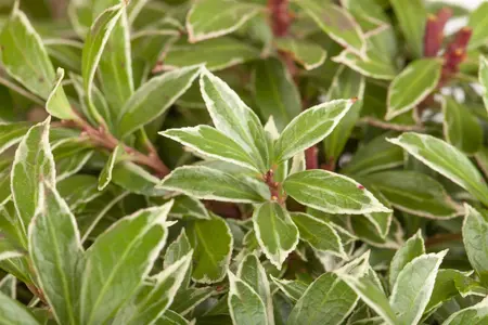 Pieris jap. 'Little Heath' - LINERS 18 CEL TRAY P9 SIZE - image 4