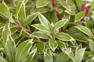Pieris jap. 'Little Heath' - LINERS 18 CEL TRAY P9 SIZE - image 4