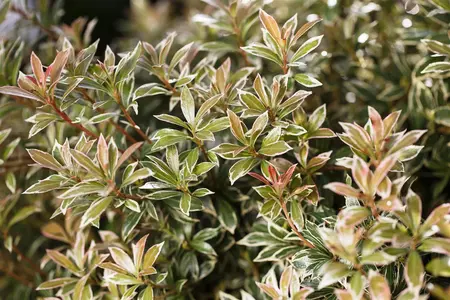 Pieris jap. 'Little Heath' - LINERS 18 CEL TRAY P9 SIZE - image 5