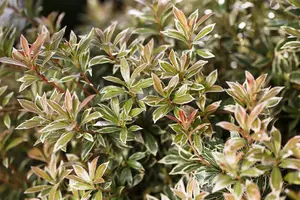 Pieris jap. 'Little Heath' - 60-70 CM C20 - image 5