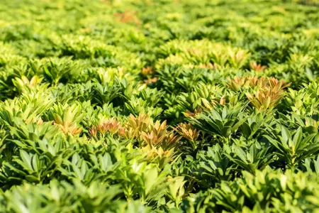 Pieris jap. 'Little Heath Green' - 5 Ltr pot - image 2