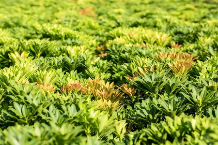 Pieris jap. 'Little Heath Green' - 40-50 CM C10 - image 2