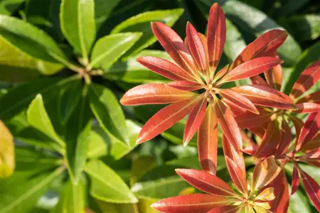 Pieris jap. 'Little Heath Green' - 5 Ltr pot - image 1
