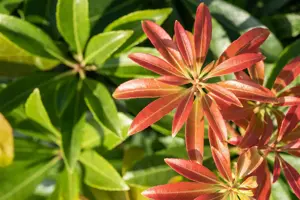 Pieris jap. 'Little Heath Green' - 5 Ltr pot - image 5