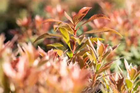 Pieris jap. 'Little Heath Green' - 5 Ltr pot - image 4