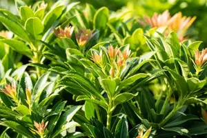 Pieris jap. 'Little Heath Green' - 10 Ltr pot - image 3