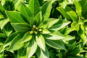 Pieris jap. 'Little Heath Green' - 40-50 CM C10 - image 5