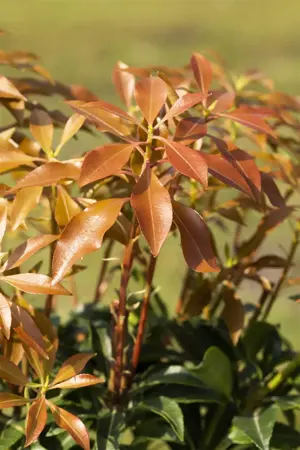 Pieris jap. 'Mountain Fire' - 5 Ltr pot - image 3