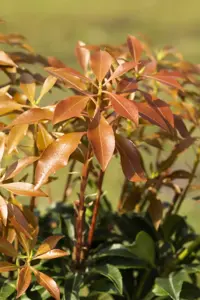 Pieris jap. 'Mountain Fire' - 5 Ltr pot - image 3