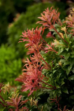 Pieris jap. 'Mountain Fire' - 30-40 CM C3 - image 1