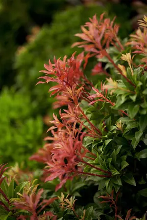Pieris jap. 'Mountain Fire' - 40-50 CM C10 - image 1
