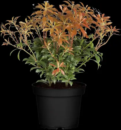 Pieris jap. 'Mountain Fire' - 5 Ltr pot - image 2