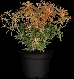 Pieris jap. 'Mountain Fire' - 5 Ltr pot - image 2