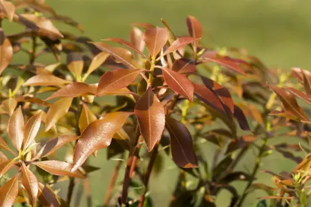 Pieris jap. 'Mountain Fire' - 5 Ltr pot - image 4