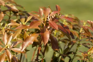 Pieris jap. 'Mountain Fire' - 5 Ltr pot - image 4