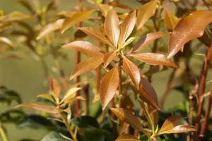 Pieris jap. 'Mountain Fire' - 5 Ltr pot - image 5