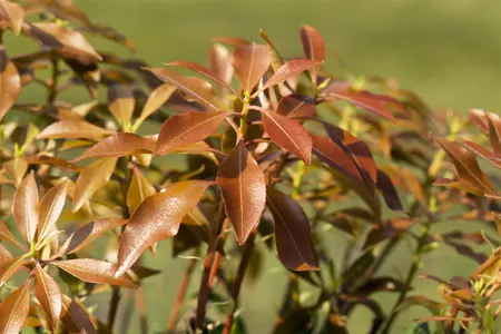 Pieris jap. 'Mountain Fire' - 30-40 CM C3 - image 4