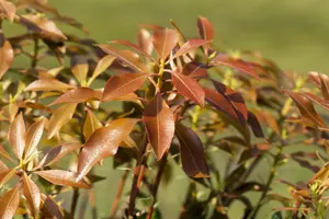 Pieris jap. 'Mountain Fire' - 30-40 CM C3 - image 4