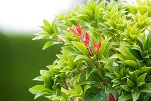 Pieris jap. 'Mountain Fire' - 7.5 Ltr pot - image 5