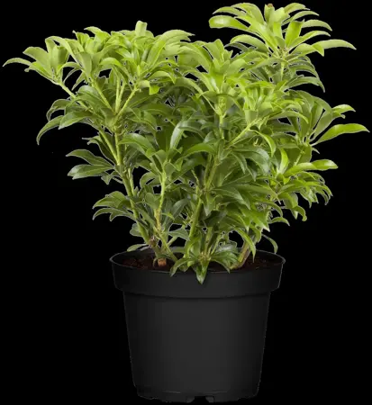 Pieris jap. 'Passion'? - 10 Ltr pot - image 3