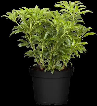 Pieris jap. 'Passion'? - 60-80 CM C10 - image 3