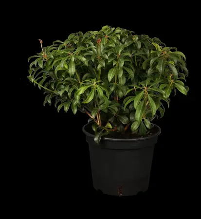 Pieris jap. 'Passion'? - 10 Ltr pot - image 2