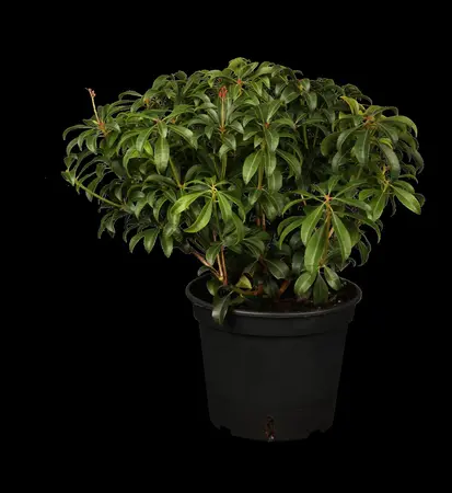 Pieris jap. 'Passion'? - 60-80 CM C10 - image 2