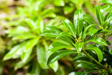 Pieris jap. 'Passion'? - P9 - image 4