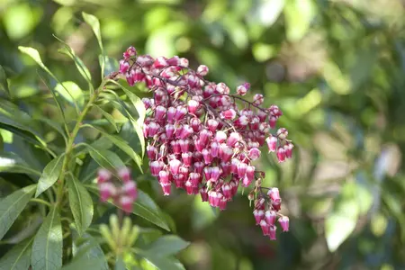 Pieris jap. 'Polar Passion' - LINERS 18 CEL TRAY P9 SIZE
