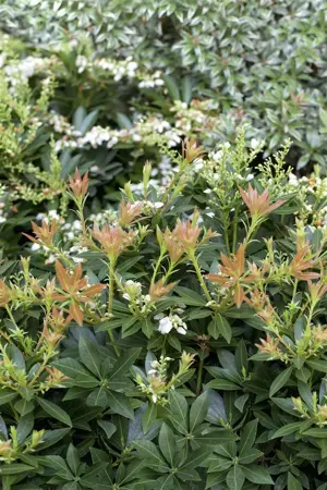 Pieris jap. 'Prelude' - 7.5 Ltr pot - image 1
