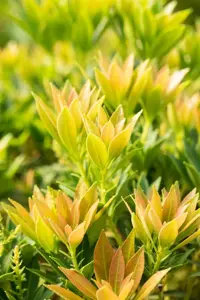 Pieris jap. 'Prelude' - 7.5 Ltr pot - image 2