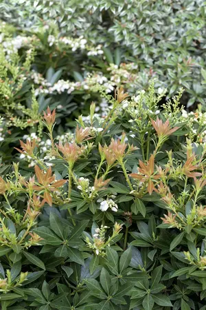 Pieris jap. 'Prelude' - P13 - image 1