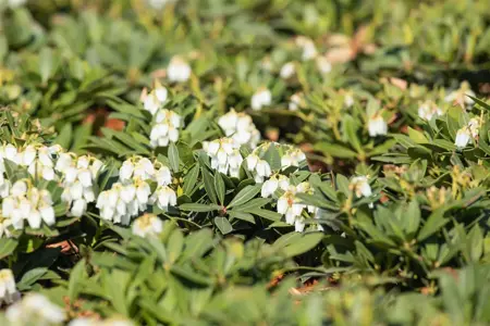 Pieris jap. 'Prelude' - P9 - image 3
