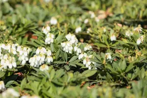 Pieris jap. 'Prelude' - P9 - image 3