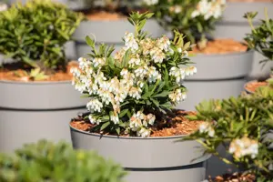 Pieris jap. 'Prelude' - 7.5 Ltr pot - image 4