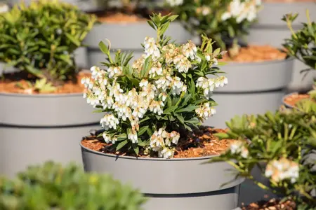 Pieris jap. 'Prelude' - 10 Ltr pot - image 4