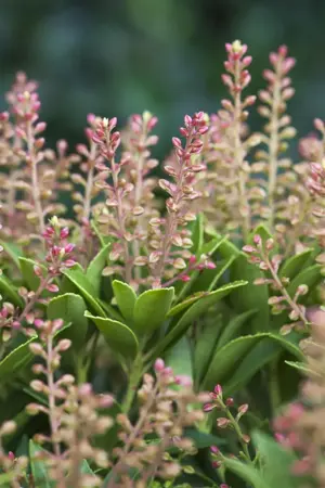 Pieris jap. 'Purity' - 7.5 Ltr pot - image 3