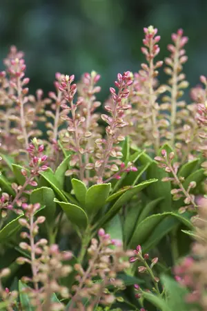 Pieris jap. 'Purity' - 60-80 CM C20 - image 3