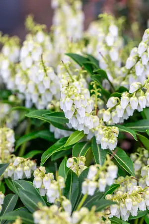 Pieris jap. 'Purity' - LINERS 18 CEL TRAY P9 SIZE - image 3