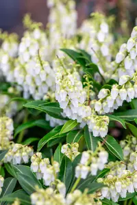 Pieris jap. 'Purity' - LINERS 18 CEL TRAY P9 SIZE - image 3