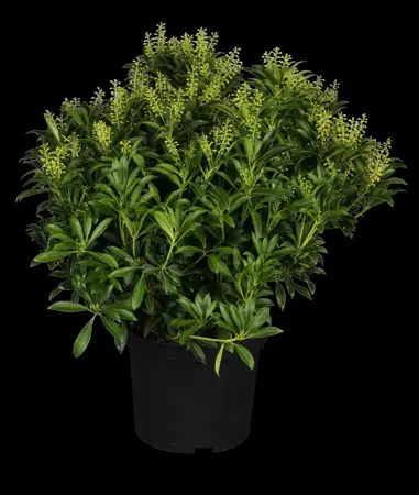 Pieris jap. 'Purity' - 7.5 Ltr pot - image 1