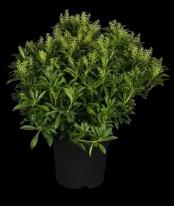 Pieris jap. 'Purity' - P9 - image 5