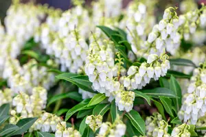 Pieris jap. 'Purity' - LINERS 18 CEL TRAY P9 SIZE - image 2