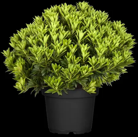 Pieris jap. 'Purity' - 7.5 Ltr pot - image 2